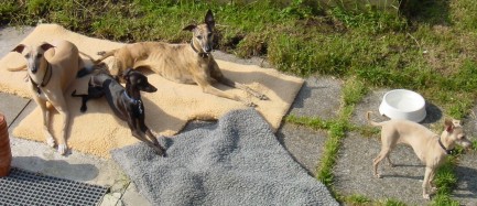 am Sonnenbaden mit Ferienhund Jolene (11.06.03)