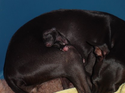 Kuscheln zu Zweit 