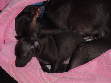 Schlafen mit Mama ....