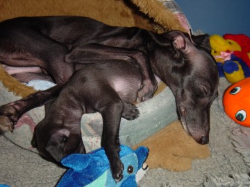 Tiefschlaf mit Mama ....