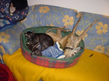 Kuscheln mit Mama & "Tante Purdey" ...