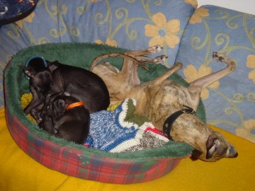 Kuscheln mit Mama & "Tante Purdey" ...