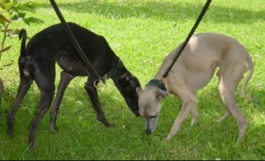 Violetta & Bel Ami  beim gemeinsamen Spaziergang